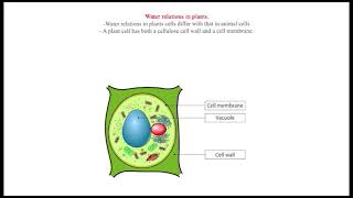 Water relations in plants [upl. by Mcnalley]