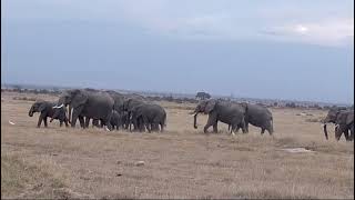 Unbelievable Elephant Encounter in Amboseli Alexs JawDropping Safari Adventure [upl. by Maritsa]