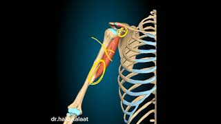 anatomy of upper limb  coracobrachialis ms [upl. by Acus]