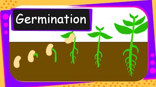 Science  Germination Of Seed  English [upl. by Skylar930]