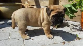 Bullmastiff puppies 5 weeks old [upl. by Newbold]