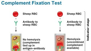 Complement fixation test Hindi [upl. by Ylebmik]