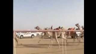 Camel race Saudi Arabia [upl. by Vachill]