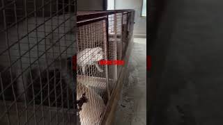 Labrador retriever dog kennel arijitsingh song love coversong viralvideo art hindi trending [upl. by Maram363]