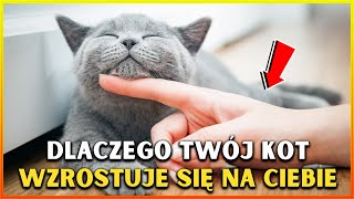 NIESAMOWITE CO MOŻE OZNACZYĆ KOT ABY KLIMBOWAĆ NA CIEBIE DUCHOWO [upl. by Evannia]