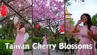 Cherry Blossoms in Taiwan  සිංහල vlog [upl. by Limoli391]