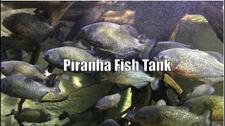 A Piranha fish tank with large Piranhas [upl. by Hort]