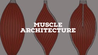 Muscle architecture and length [upl. by Tawsha195]