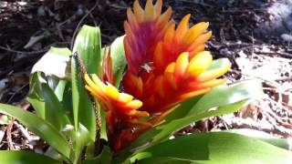 Bromeliad  Vriesea splendens  Flaming Sword  Top 10 Bromeliads HD 21 [upl. by Rednael]