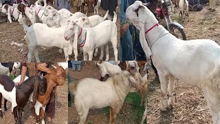 Bakra eid 2024 collections [upl. by Assirahc402]