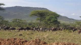 Recall of serengeti national Park [upl. by Aikimat]