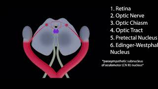 Pupillary Light Reflex Pathway Animation [upl. by Loraine]