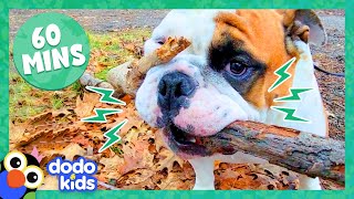 60 Minutes Of Dogs Being Hilarious And Adorable  1 Hour Of Animal Videos  Dodo Kids [upl. by Assyral]