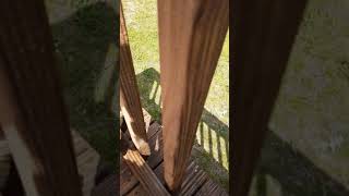 Applying Thompsons Waterseal clear on a deck with 3quot paint brush [upl. by Iot]