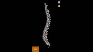 Columna vertebral sus partes y funciones forma fácil de aprender anatomia anatomiahumana anatomy [upl. by Ailasor641]