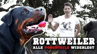 ROTTWEILER  Ein aggressiver Kampfhund Informationen zur Rasse amp Training [upl. by Mcmahon410]