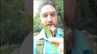 Is Plantain Edible Ribwort Narrowleaved plantain foraging pnw plant [upl. by Enahc]