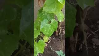 homemade insecticideinsecticideviral happygardening [upl. by Cchaddie445]