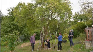 Äpfel ernten und einen alten Pflaumenbaum beschneiden  MDR Garten [upl. by Ylrac535]