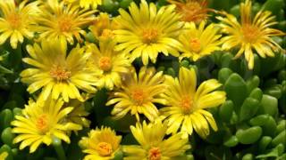 Delosperma Congestum Gold Nugget Ice Plant [upl. by Iniffit950]