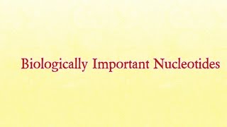 Biologically Important Nucleotides  Biochemistry nucleotides nucleotide [upl. by Hinze]