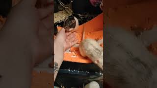 My rats is trying to be my manicure artists [upl. by Aveer]