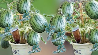 Growing Watermelons Using Bottles Is A Very Unique Technique [upl. by Ryon]