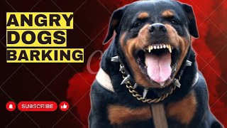 Angry Rottweiler Dog BARKING And Growling Loud 2023 [upl. by Retxab]