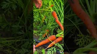 Harvesting carrots health gardening healthyfamily familylove garden [upl. by Melania631]