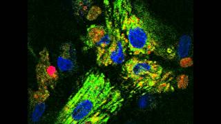 Contracting cardiomyocyte under confocal [upl. by Sulecram]