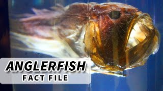 Deepsea Anglerfish Facts LANTERNS with TEETH  Animal Fact Files [upl. by Tallou509]