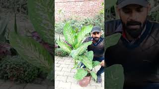 Dieffenbachia Plant care and benefits cutting winter dieffenbachia plant care colourful its [upl. by Ramses]