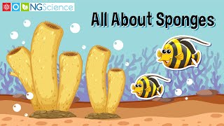 All About Sponges [upl. by Airat]