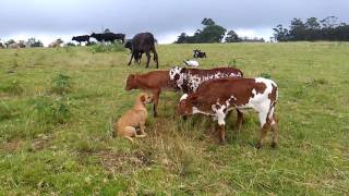 Nguni Calves [upl. by Akelam52]