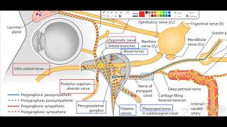 Pterygopalatine ganglion 10 [upl. by Rehc]