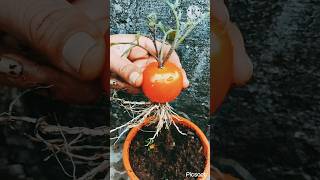 Amazing skills how to grow tomato from tomato plant  Tomato benefits for healthtomatogardening [upl. by Camfort937]