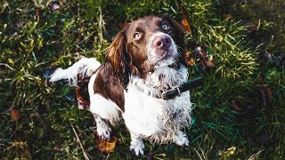 Sprocker Spaniel  My Next Dog [upl. by Letnahc]