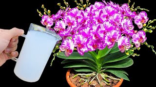 Water only once Orchids bloom immediately and continuously all year round [upl. by Neala]