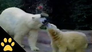 Polar Bear Mom Teaches Her Cub A Neat Trick [upl. by Ayardna458]