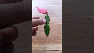 Christmas cactus propagations garden houseplants gardening [upl. by Nilek]