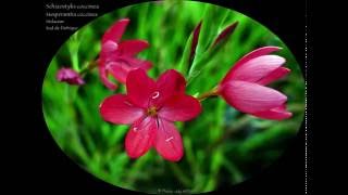 Schizostylis coccinea  De la famille des Iridaceae [upl. by Mikihisa]