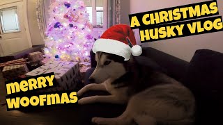 a HUSKY CHRISTMAS [upl. by Mccafferty]