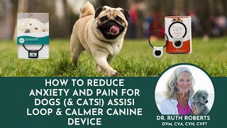 How To Reduce Anxiety and Pain for Dogs amp Cats Assisi Loop amp Calmer Canine Device [upl. by Dusza]