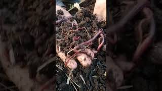 BEST Quality Earthworm🪱9257859014trendingvermicompostingfarminggardening earthwormagriculture [upl. by Eerot733]