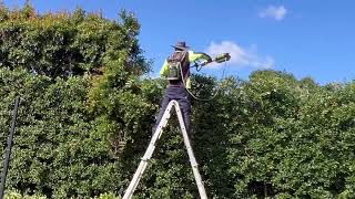 Ego Pole chainsaw to cut back overgrown hedge in real time [upl. by Eiroj]