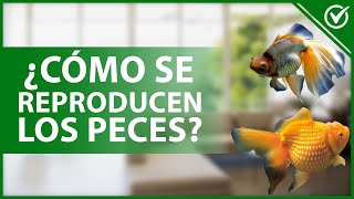 🐠 ¿Cómo se REPRODUCEN los PECES  Sexualidad ovípara o vivípara 🐠 [upl. by Enilauqcaj862]