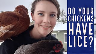 Identifying and treating Lice and Mites in Poultry  Chicken Husbandry Series [upl. by Dickie]