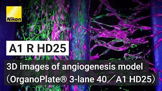 血管新生モデルの3D画像（OrganoPlate® 3lane 40／A1 HD25） [upl. by Parnell947]