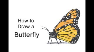 How to Draw a Butterfly Monarch Side View [upl. by Eelibuj]