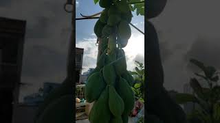 wow chad bagan a ato papapapaya plantshortsfruit gardening viral twin babys mom vlog [upl. by Elbas]